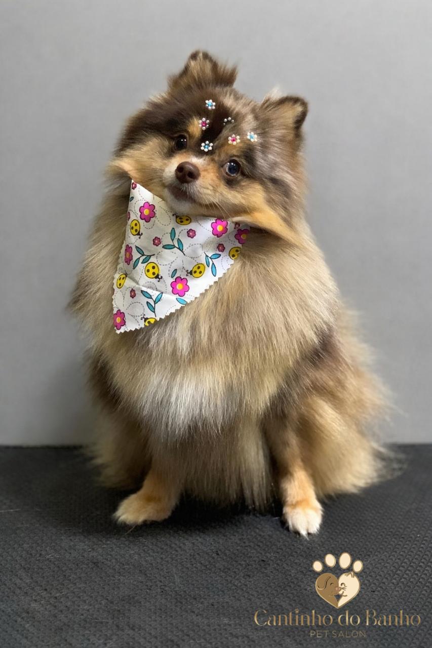 Pet 2