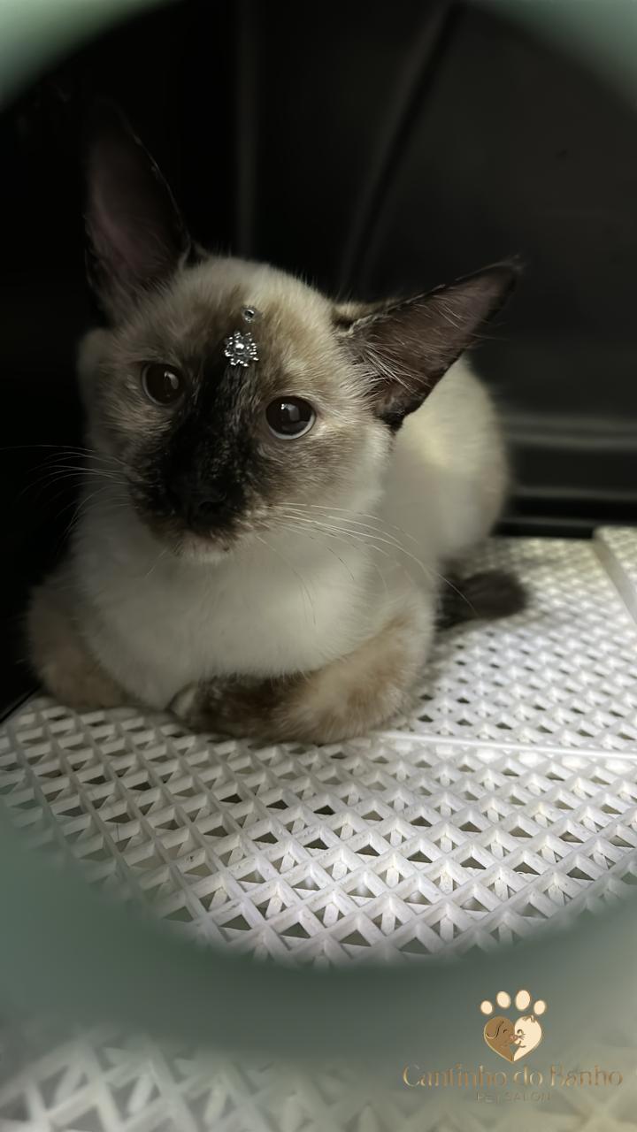 Pet 5
